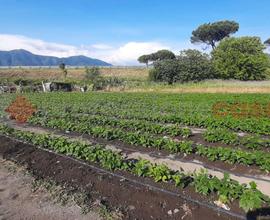 Terreno Agricolo Nocera Inferiore [22 Fiano VCG]