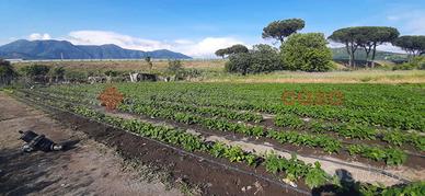 Terreno Agricolo Nocera Inferiore [22 Fiano VCG]