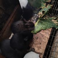 Coniglietti da ingrassare