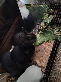 Coniglietti da ingrassare