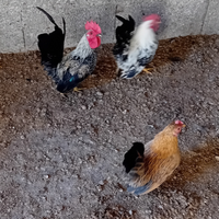 Galline andaluse