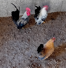 Galline andaluse