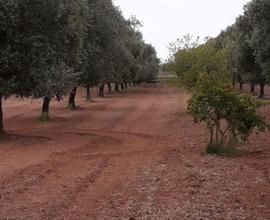 Uliveto contrada Filaccia (Pulsano)