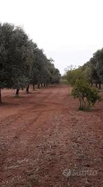 Uliveto contrada Filaccia (Pulsano)