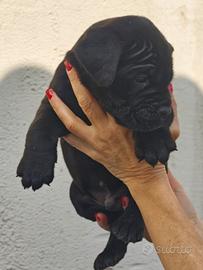 Cane corso