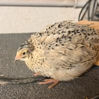 Pulcini, anatroccoli, quaglie e conigli e carne