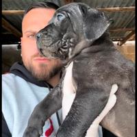 Cane corso