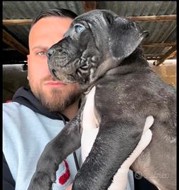 Cane corso