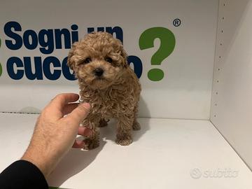 Barboncini mini toy albicocca disponibili