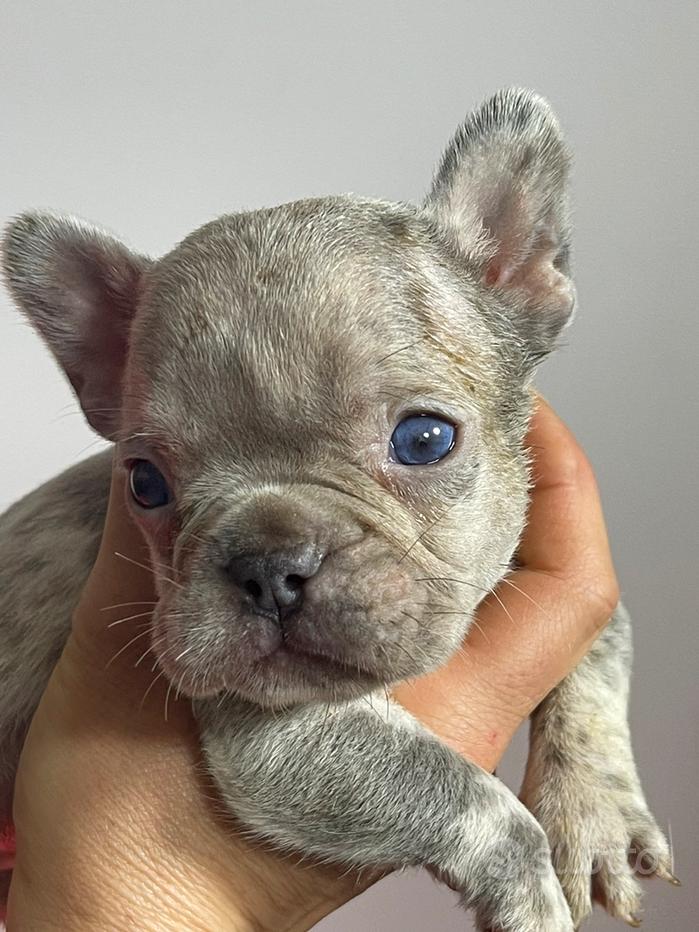 Cuccioli bulldog francese - Regalo e vendita animali in Piemonte 