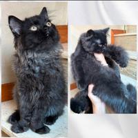 Gatti persiani Chinchilla