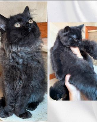 Gatti persiani Chinchilla