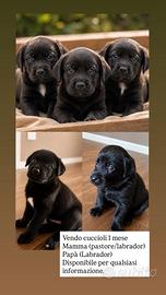 Cani Labrador neri