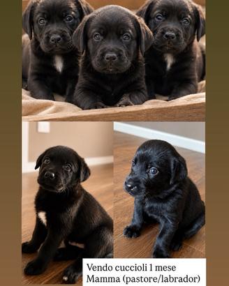 Cani Labrador neri