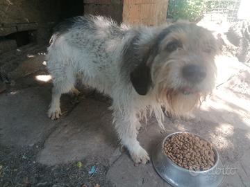 Cani da caccia
