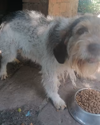 Cani da caccia