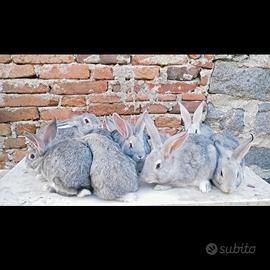 Conigli Grigio di Carmagnola