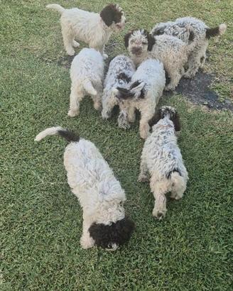 Lagotto romagnolo