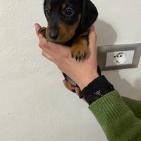 Bassotto tedesco cuccioli