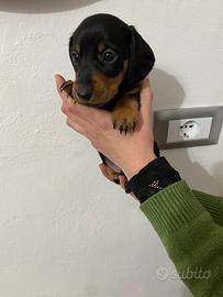 Bassotto tedesco cuccioli