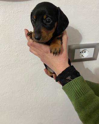 Bassotto tedesco cuccioli