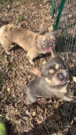 Bulldog francese Fluffy