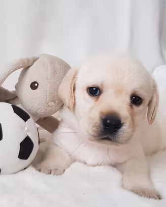 Disponibili cuccioli di Labrador