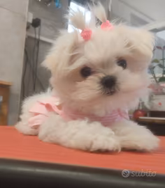 Maltese coreano mini