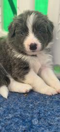 Border collie blue