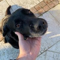 Kira - Labrador nera adulta