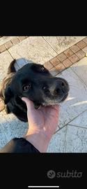 Kira - Labrador nera adulta