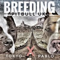 Cuccioli di pitbull UKC