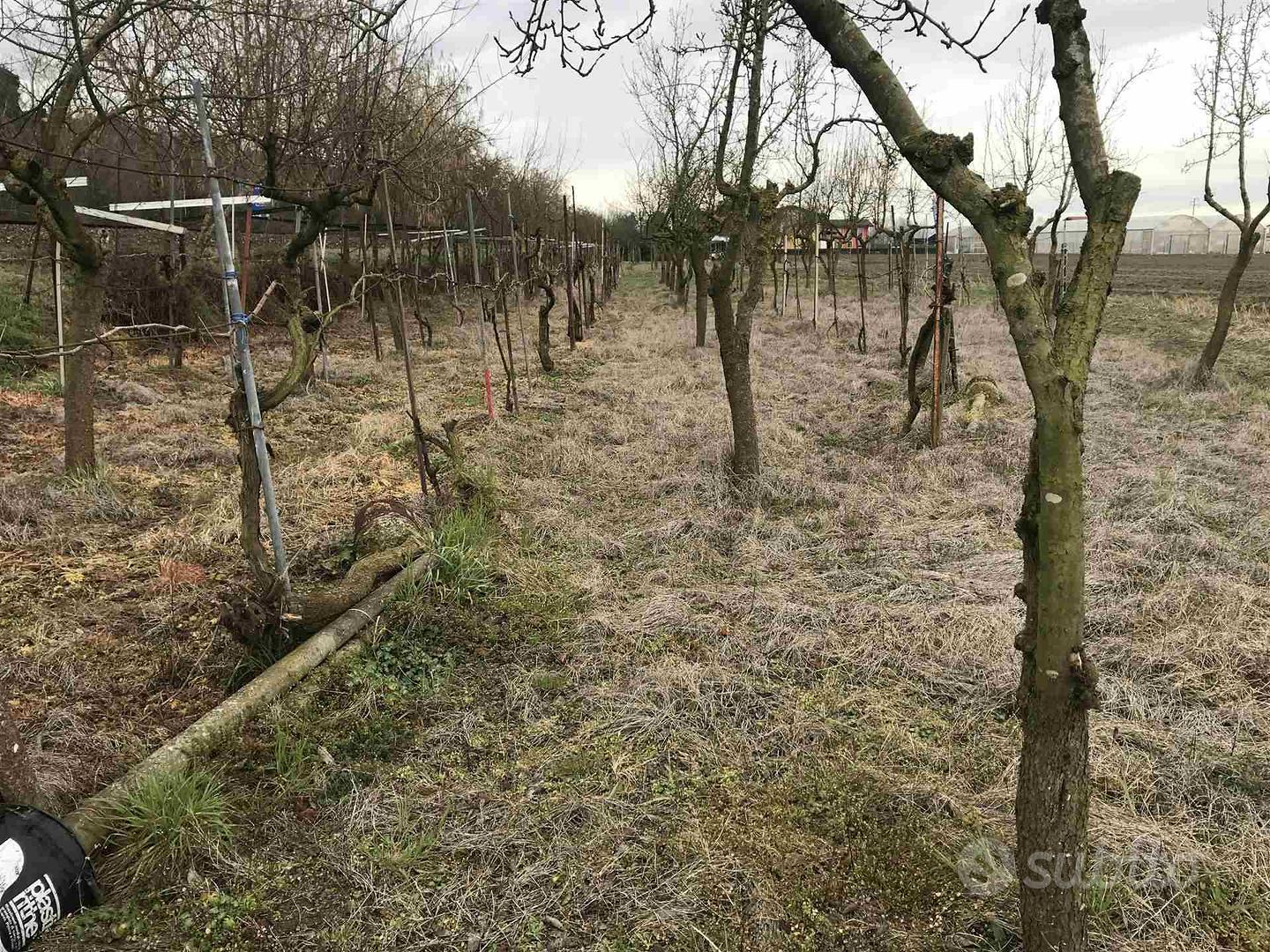 Rif.3276| terreno agricolo chioggia - Vista 2