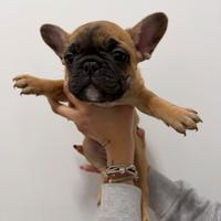 Bulldog Francese Cuccioli
