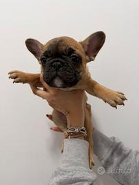 Bulldog Francese Cuccioli
