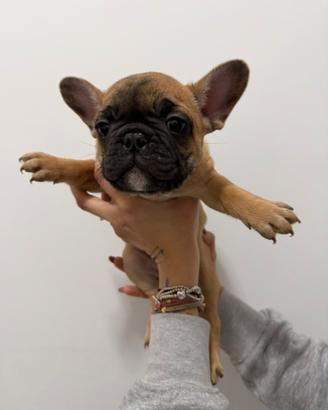 Bulldog Francese Cuccioli