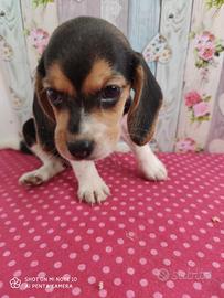 Beagle con pedigree enci