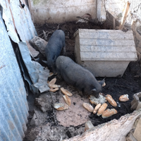 Maiali nani maschio e femmina