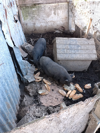 Maiali nani maschio e femmina