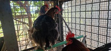 Galletti marans di 4 mesi
