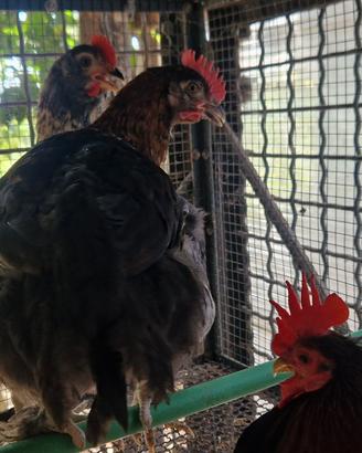 Galletti marans di 4 mesi