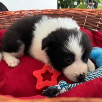 Cuccioli di Border Collie