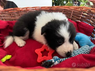 Cuccioli di Border Collie