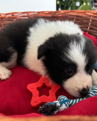 Cuccioli di Border Collie