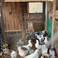 Piccioni e Colombe di Razza