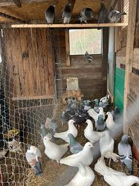 Piccioni e Colombe di Razza