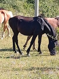 Cavallo