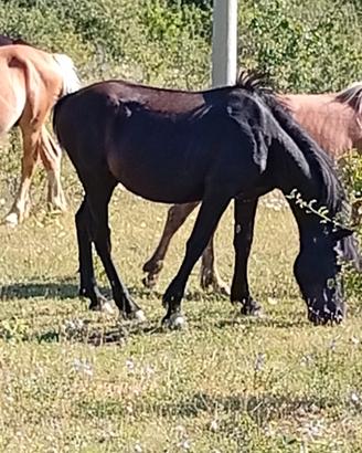 Cavallo