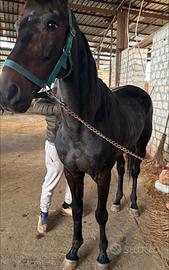 Cavallo da trotto