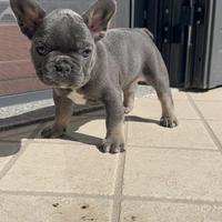 Vendita Bulldog Francese